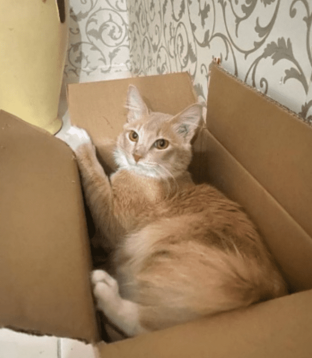 Oyen missing found in Selangor (1)