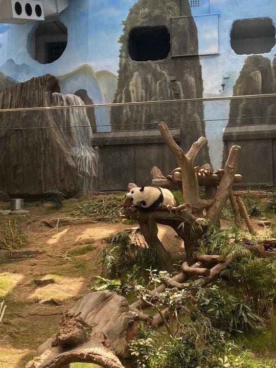 Panda in Ocean park