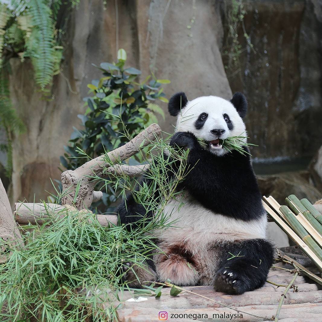 Panda Nuan Nuan