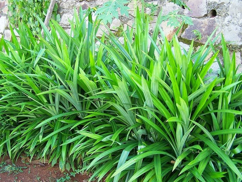 pandan leaves