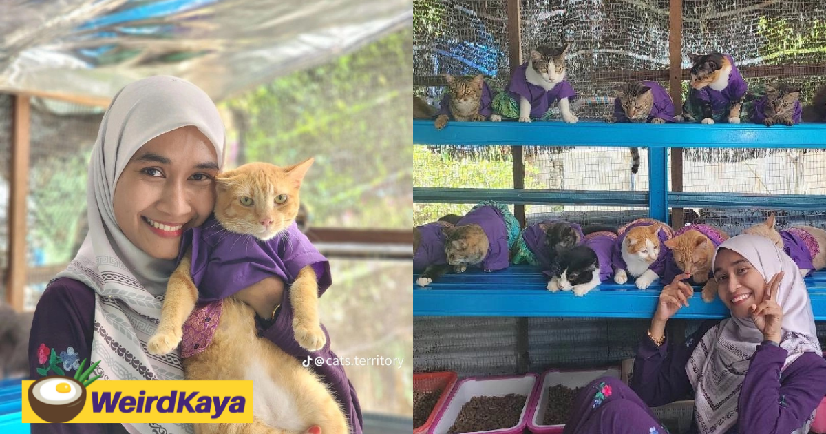 Penang Woman Makes Matching Raya Outfits For Her 61 Cats And It's Guaranteed To Make You Melt 