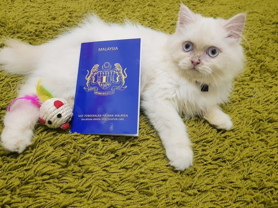 Pet passport in malaysia