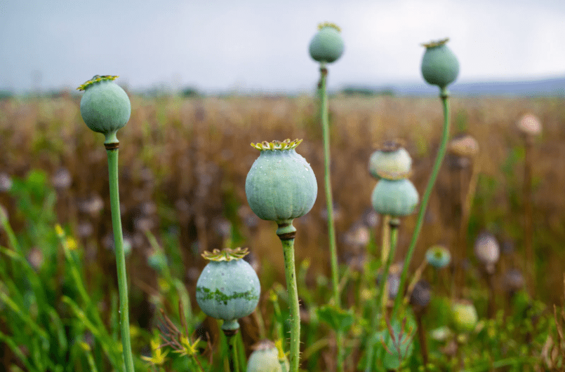 Poppy plant