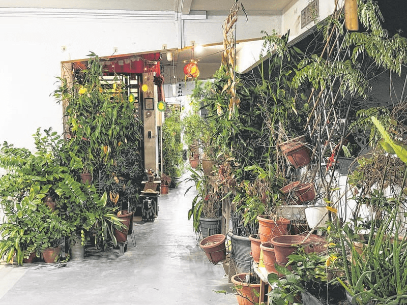 Potted plants outside unit at Yishun apartment