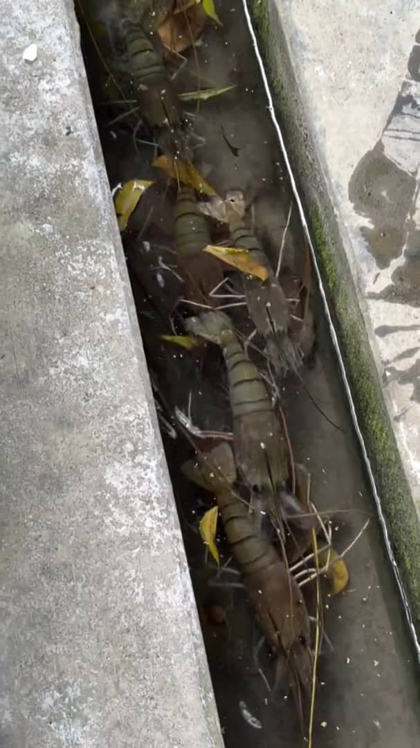 prawns crawling in the drain