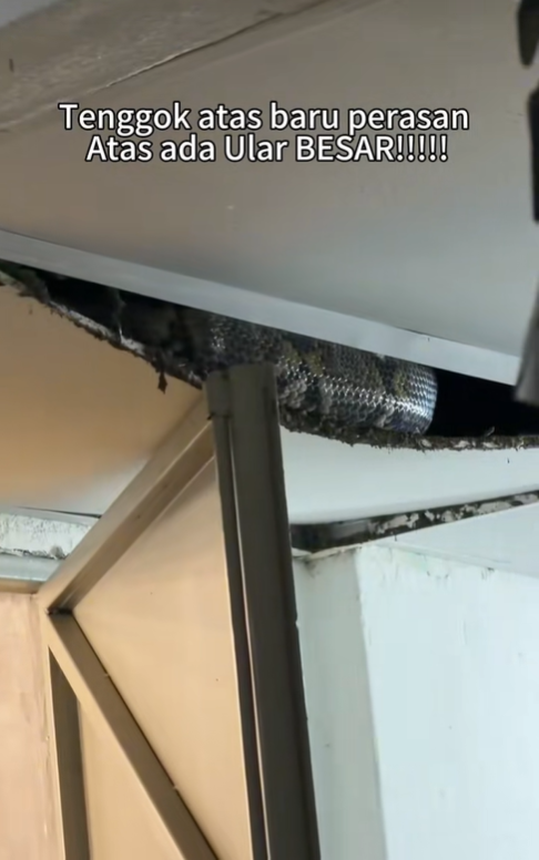 python in ceiling 1