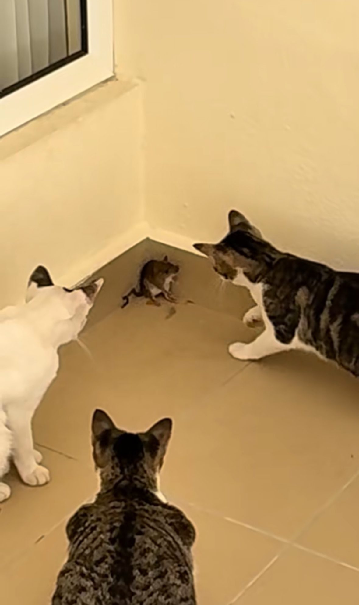 rat being cornered by cat