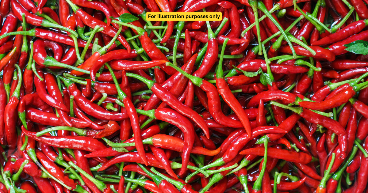 red chillies