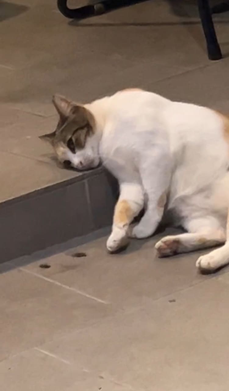 sad cat