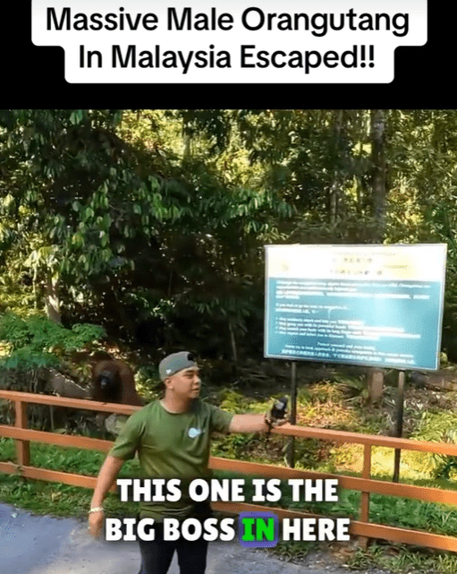 Visitors At Wildlife Centre In Sarawak Ignore Calls To Get Away From Orangutan, Get Slammed By Netizens