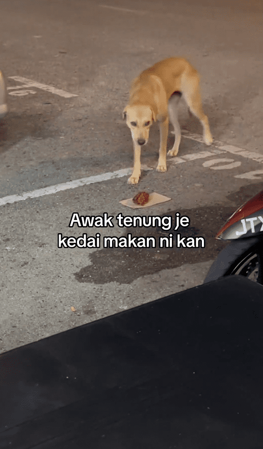 M'sian Woman Praised For Feeding Fried Chicken To Hungry Stray Dog