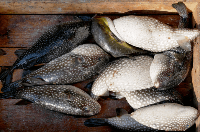 Dead Pufferfish in a box