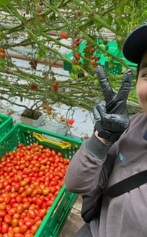 Kay at tomato farm in New Zealand