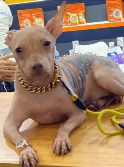 china man covers pet dog tattoo frightened