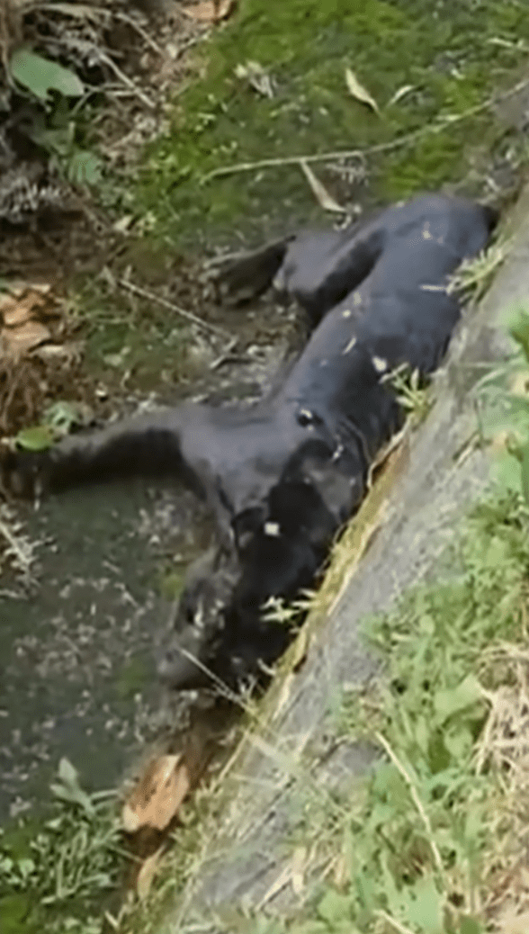 Black Panther Dies After Getting Knocked Down By MPV In Negri Sembilan