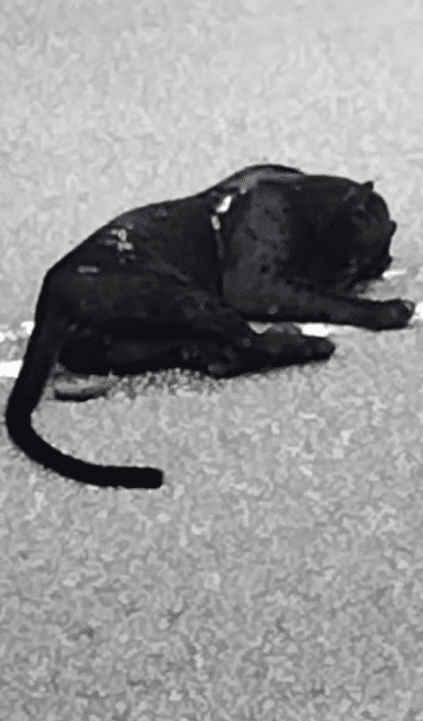 Black Panther Dies After Getting Knocked Down By MPV In Negri Sembilan