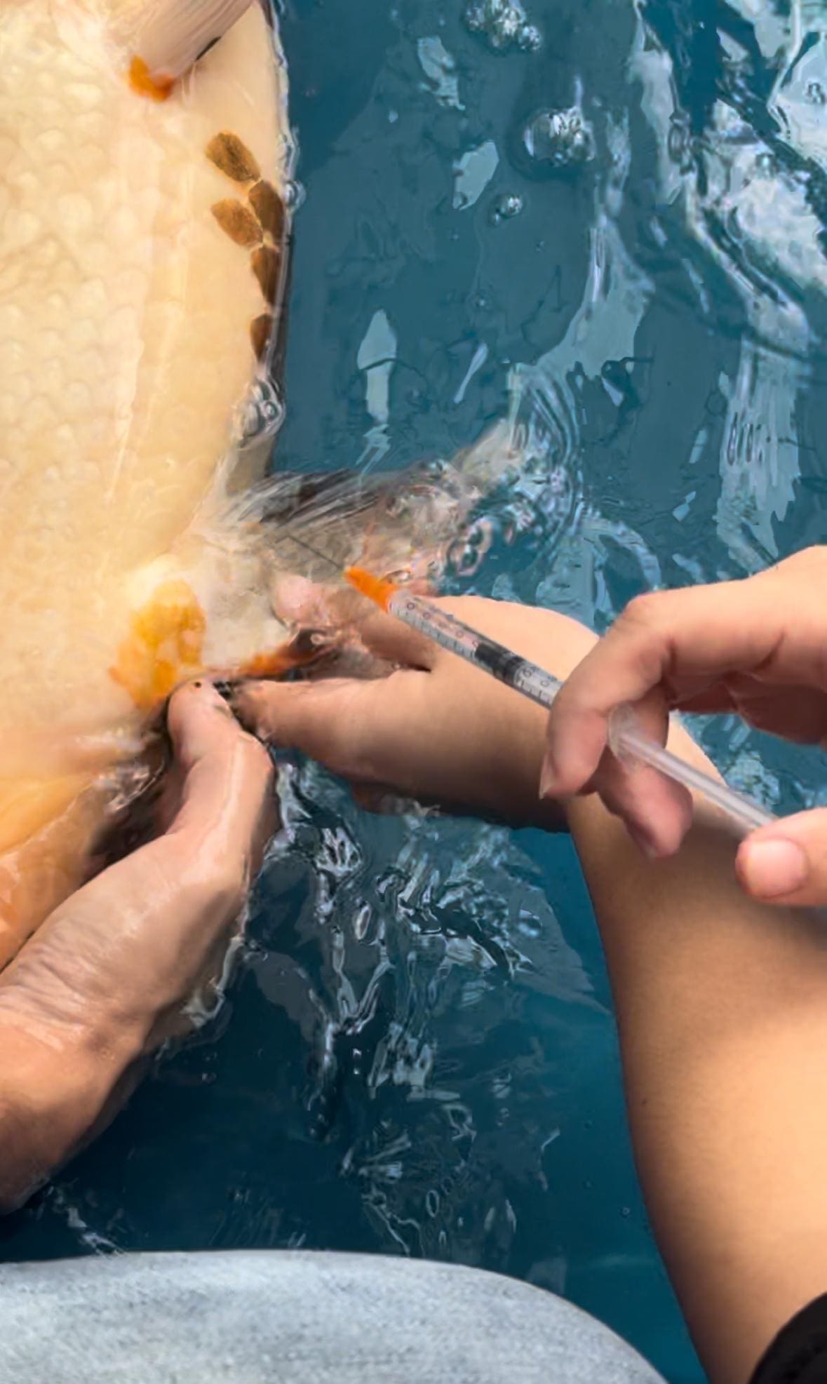 Sick Koi fish being treated 2