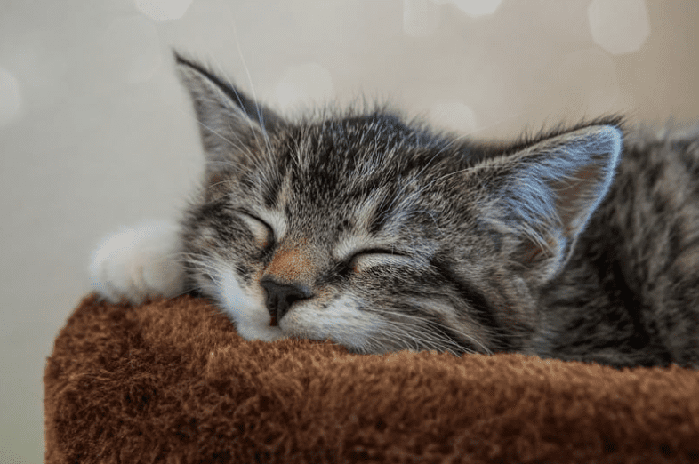 sleeping cat