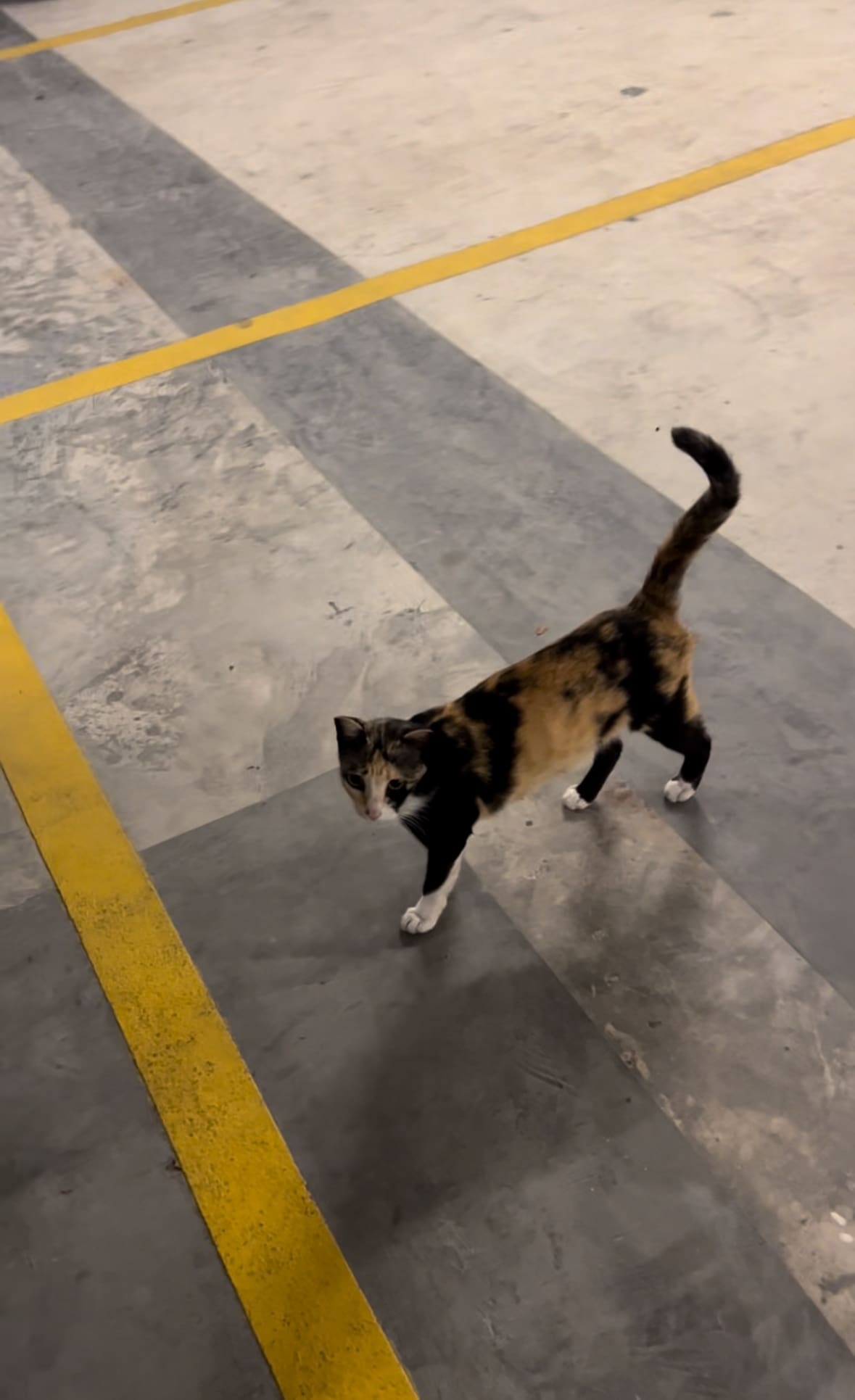 Stray Cat Leads M'sian Man To An Empty Food Bowl Hoping To Be Fed