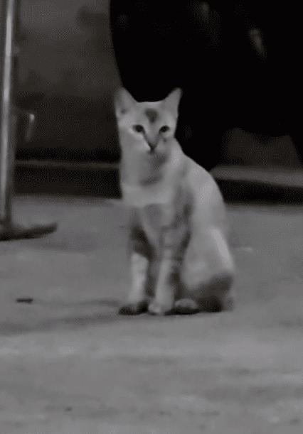 Stray cat starring at M'sian buka puasa Screenshot 2025-03-18 175422 (1)