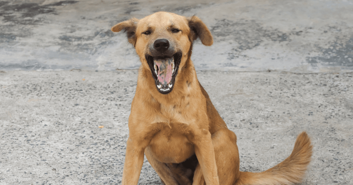 Stray Dog