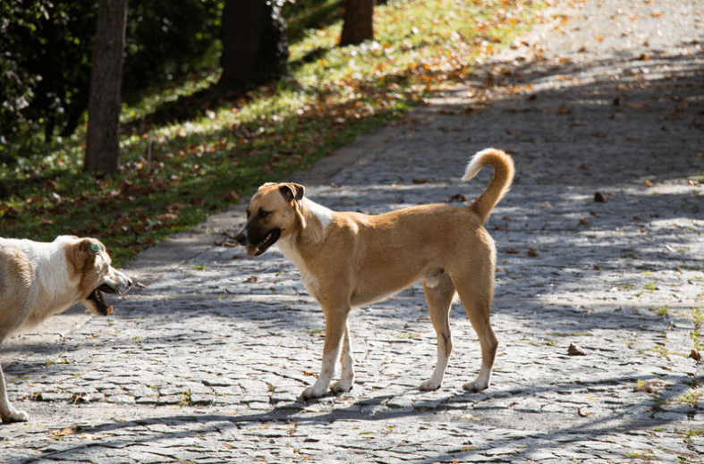 stray dogs