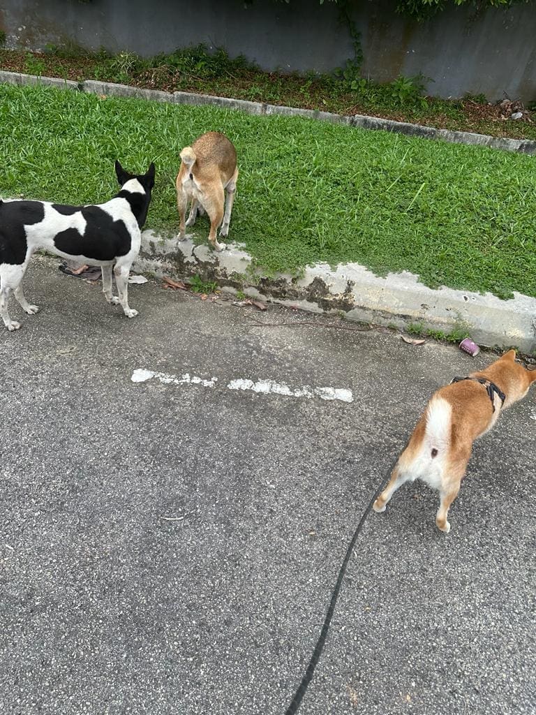 Stray Dogs Malaysia