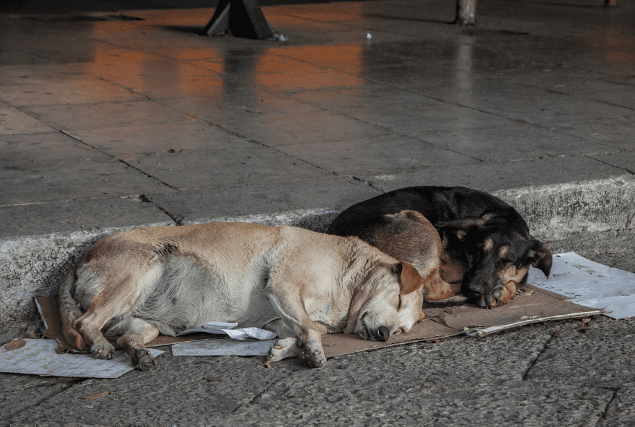 stray dogs sleeping on road