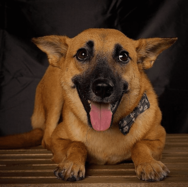 Teh the dog