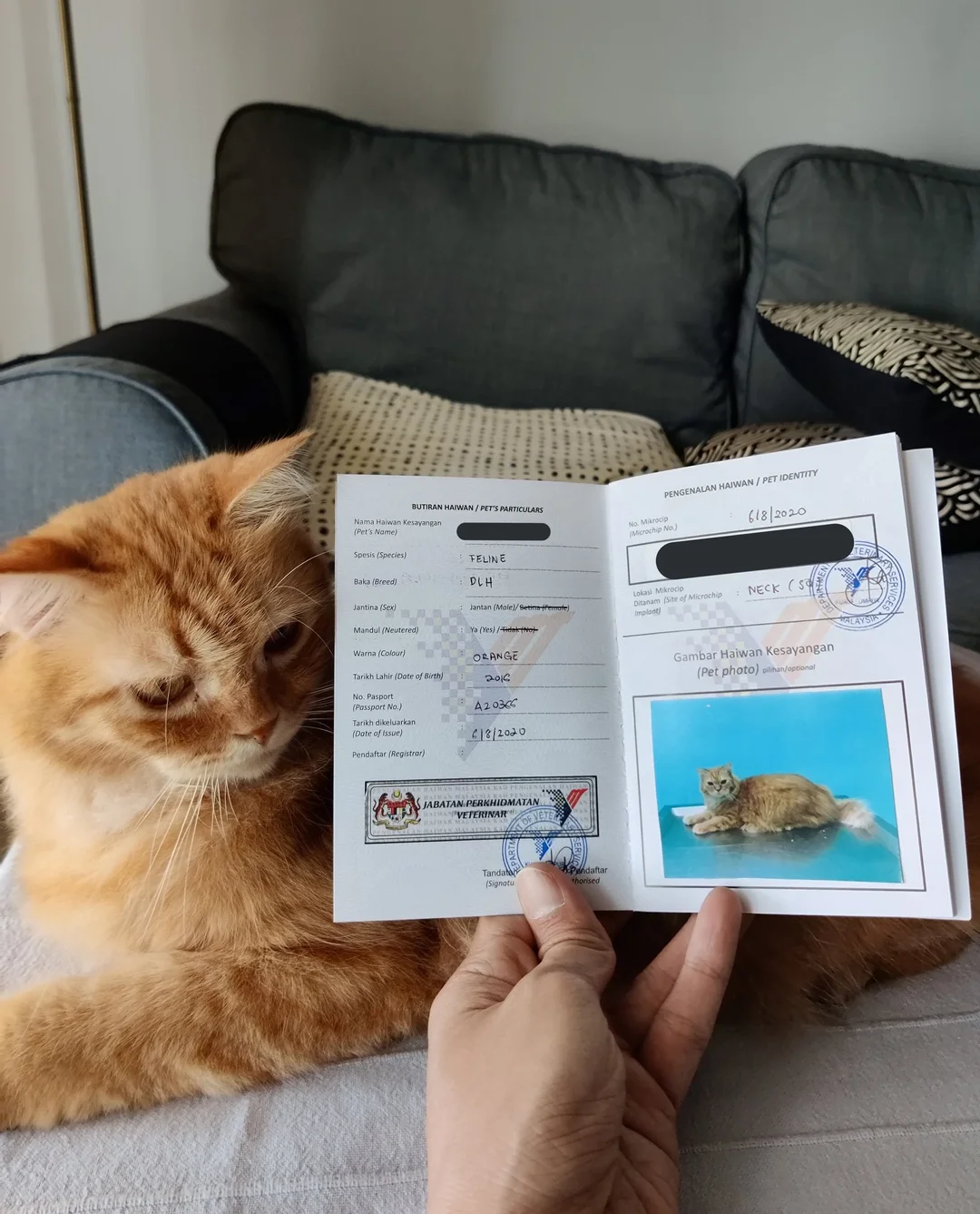 the-malaysian-pet-passport-issued-by-the-government-v0-eun76yurwrjd1.jpg