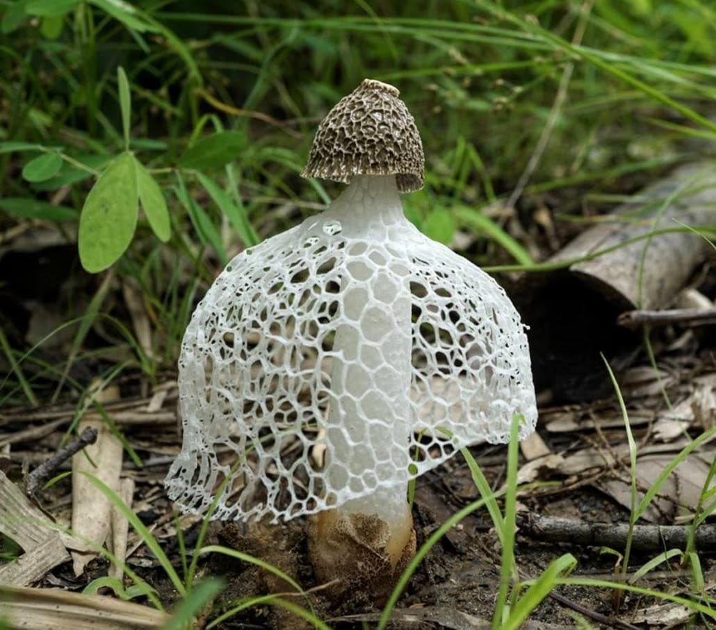 poisonous mushroom has sock like appearance