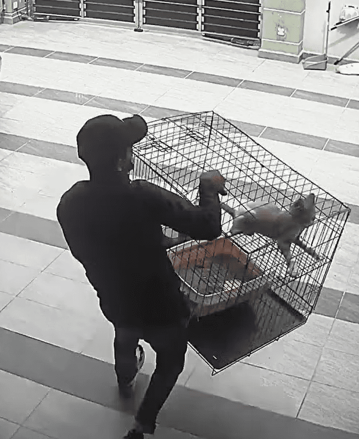 Theft stealing cat with cage Screenshot 2025-03-14 172455