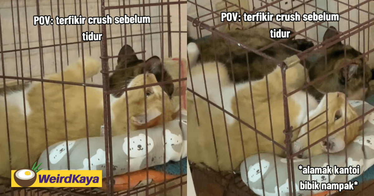 'Thinking Of Its Crush' - M'sian Netizens Amused By Oyen Staring Into Space Inside Its Cage