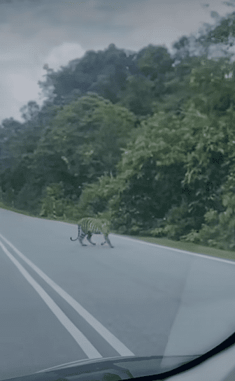 Tiger crossing road in Kluang