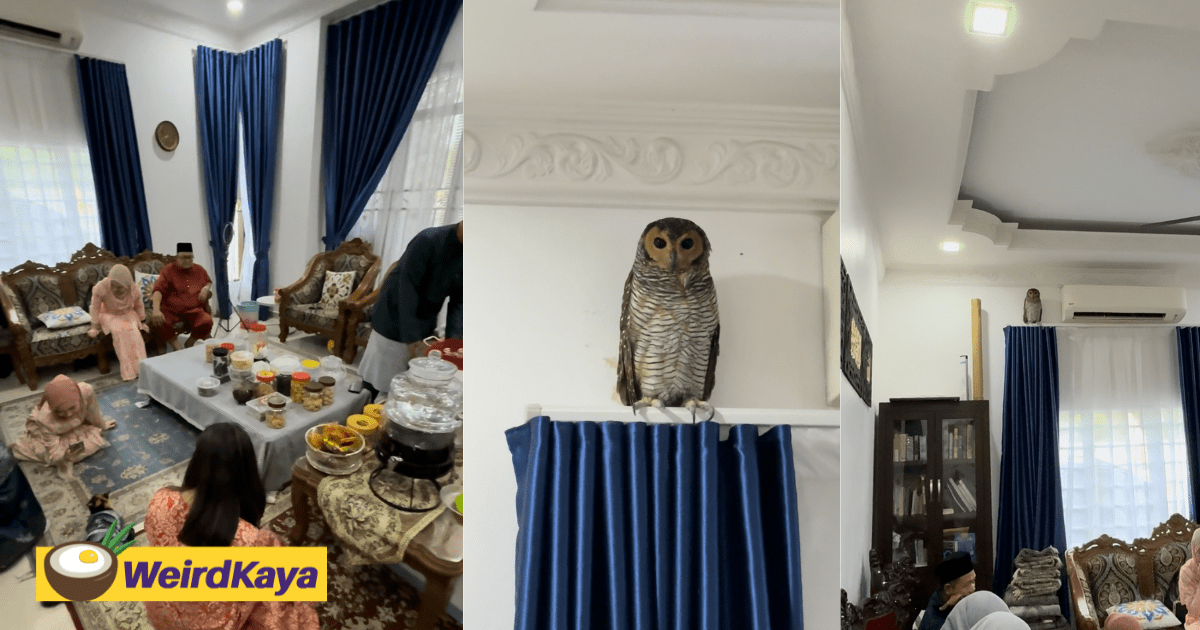 Unbothered Owl Casually Crashes M’sian Raya Open House & Becomes The Main Character Without Even Trying