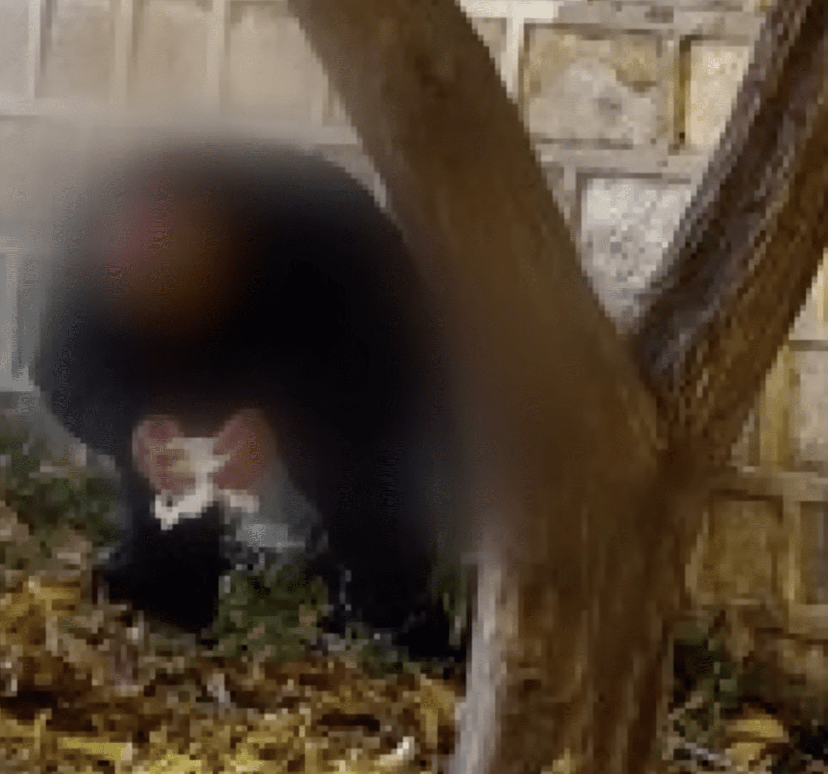 Uncle from China pooping near stone wall