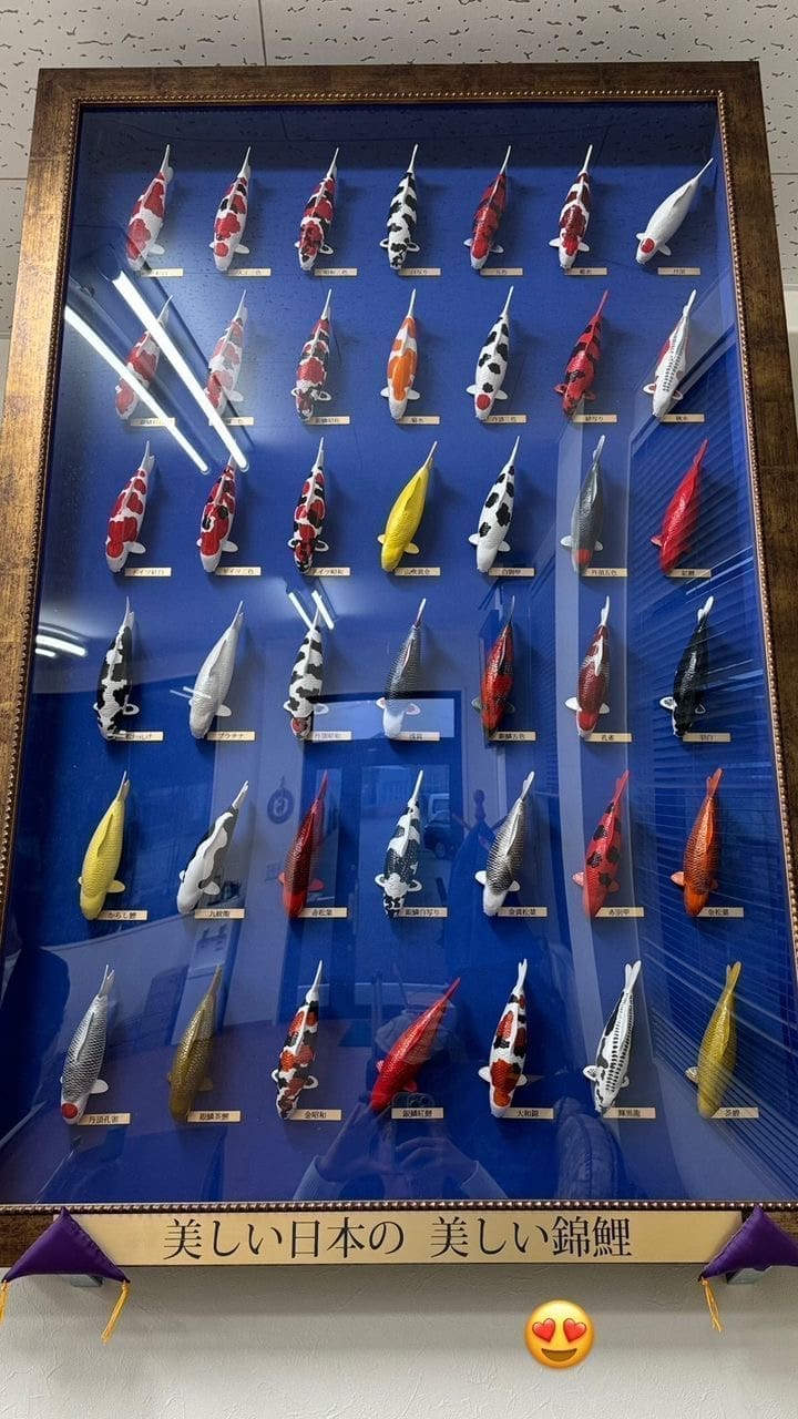 Varieties of Koi fish