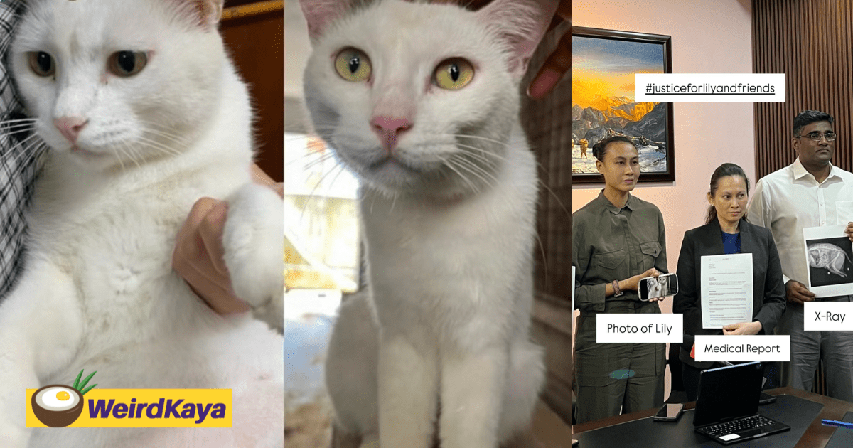 Vet Report Shows UM Cat 'Lily' Died From Human-Inflicted Injuries, Not Dog Bites