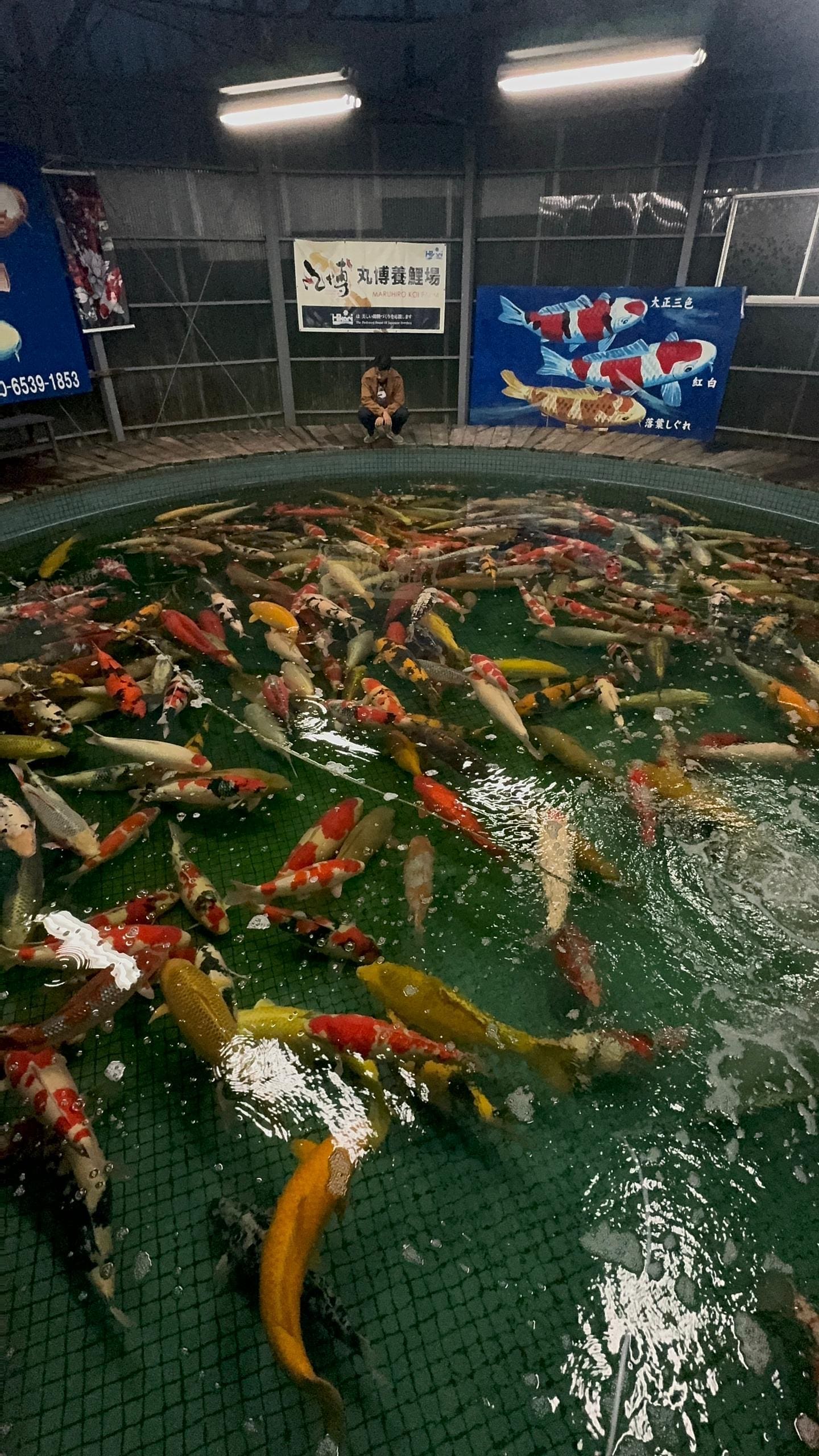 Visiting other country's Koi farm