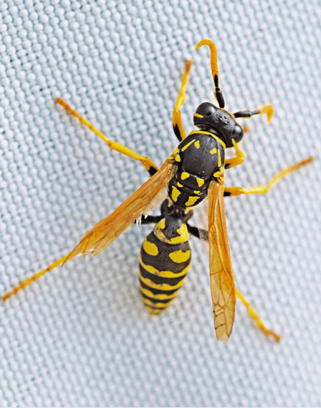 wasp