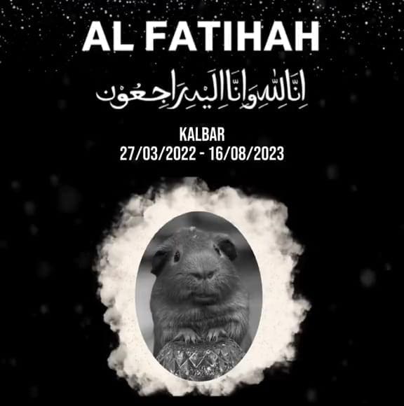 Obituary of Tiktok star guinea pig Kalbar