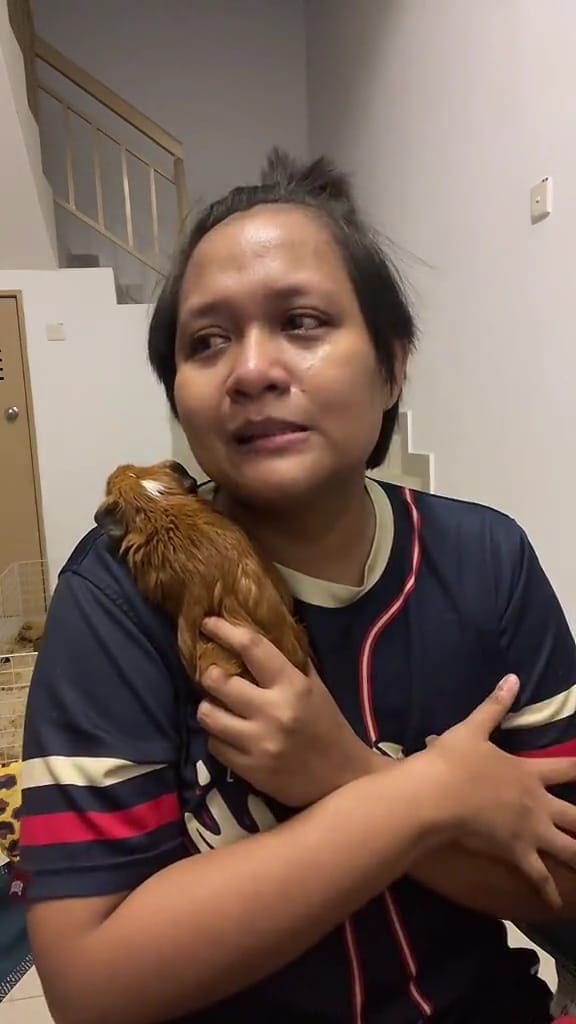 Tiktok star guinea pig Kalbar and his owner