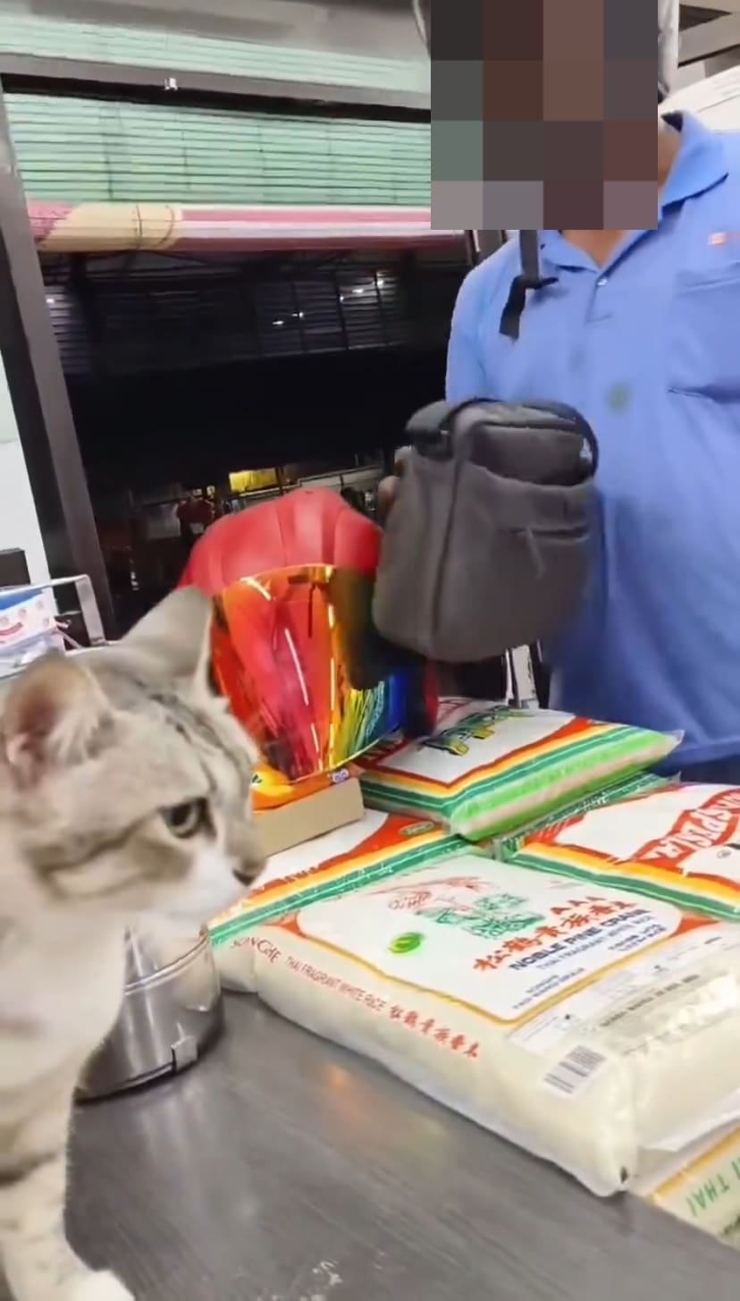 cat in Penang watching the brawl at mini market