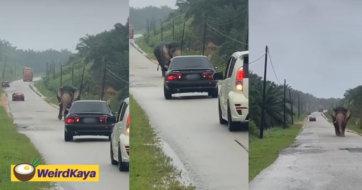 Wild Elephant Casually Strolls Along Road In T'gganu, Drivers Back Off To Avoid Direct Contact