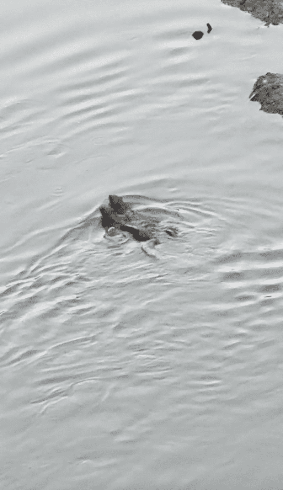 Wild Otters Mid Valley KL 2