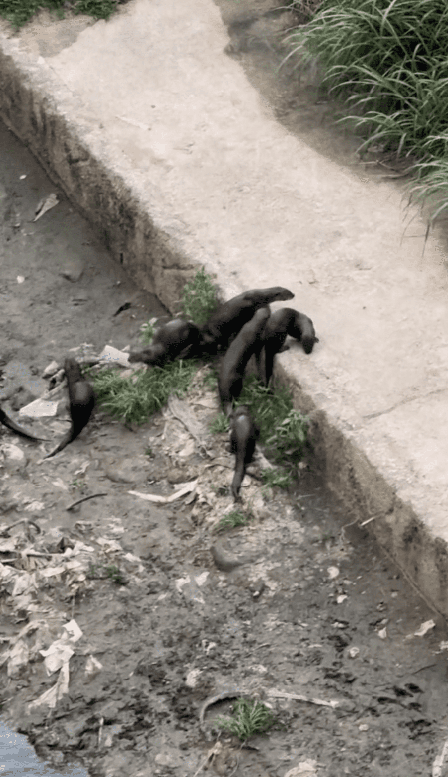 Wild Otters Mid Valley KL