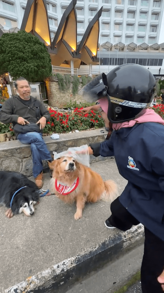 Woman pets dog with plastic gloves 1