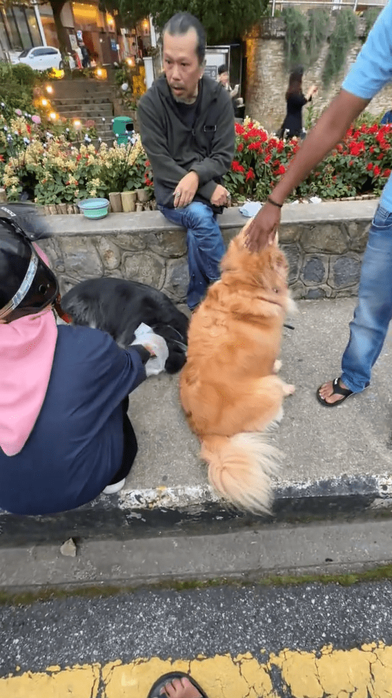 Woman pets dog with plastic gloves 3