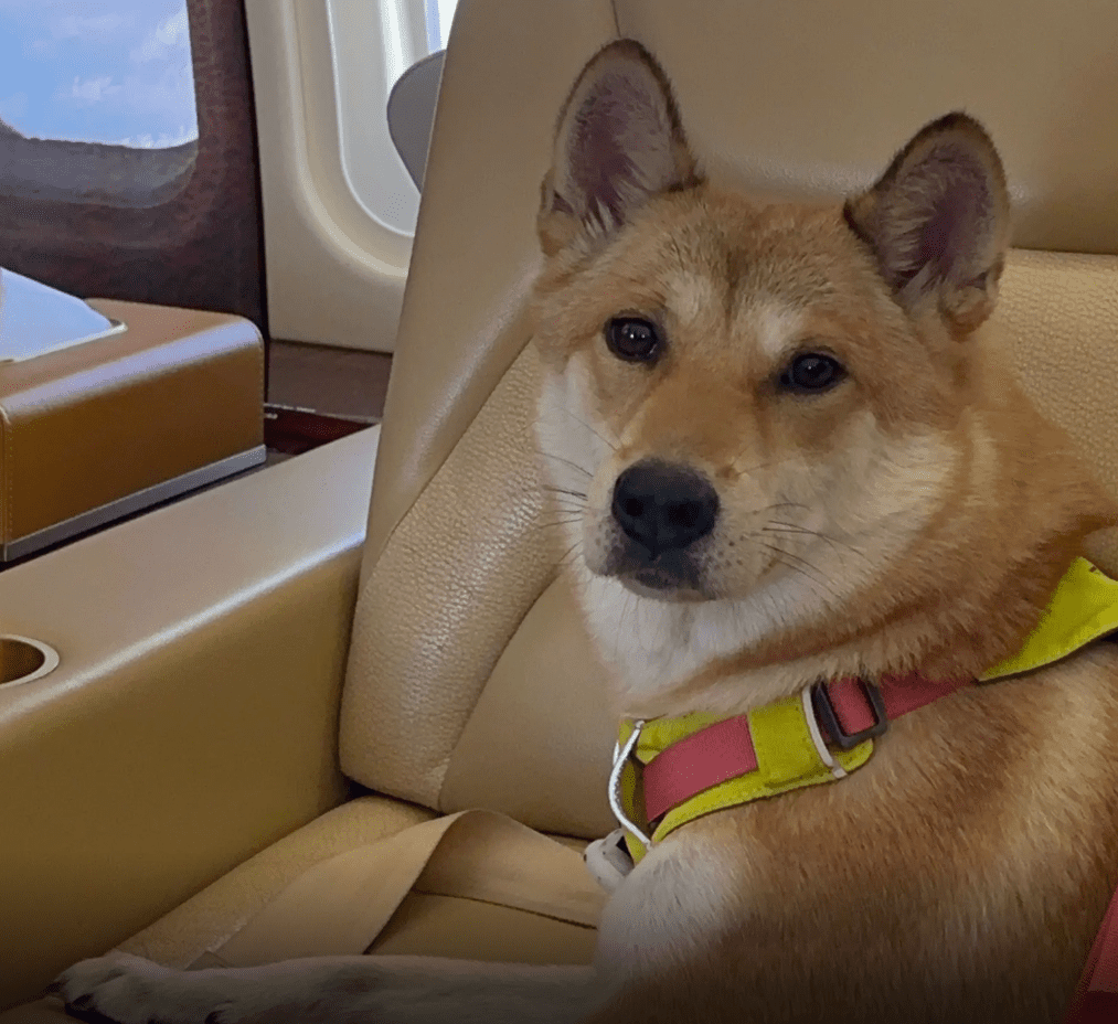 Yi Yi the dog 1