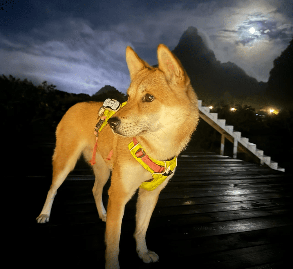 Yi Yi the dog